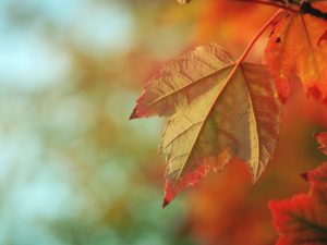 Fall leaf in Sonoma County